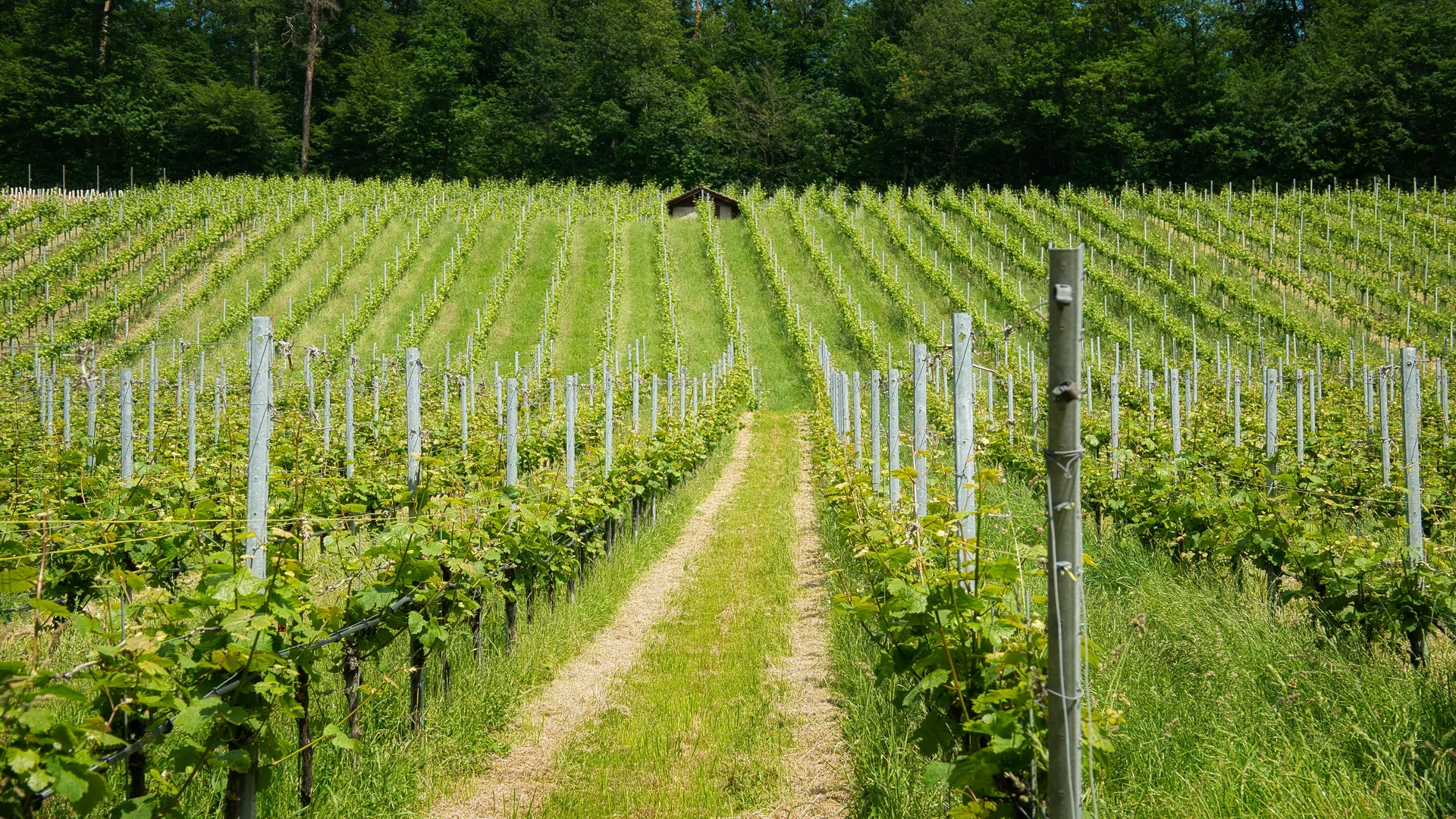 Südpfalz Landschaft